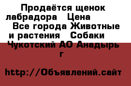 Продаётся щенок лабрадора › Цена ­ 30 000 - Все города Животные и растения » Собаки   . Чукотский АО,Анадырь г.